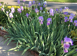 Dennis's plants ^ Gardens IMG_(1575) Landscaping - BREADED IRISES