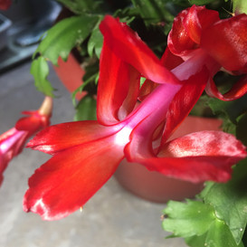 RED CHRISTMAS CACTUS BLOSSOMS