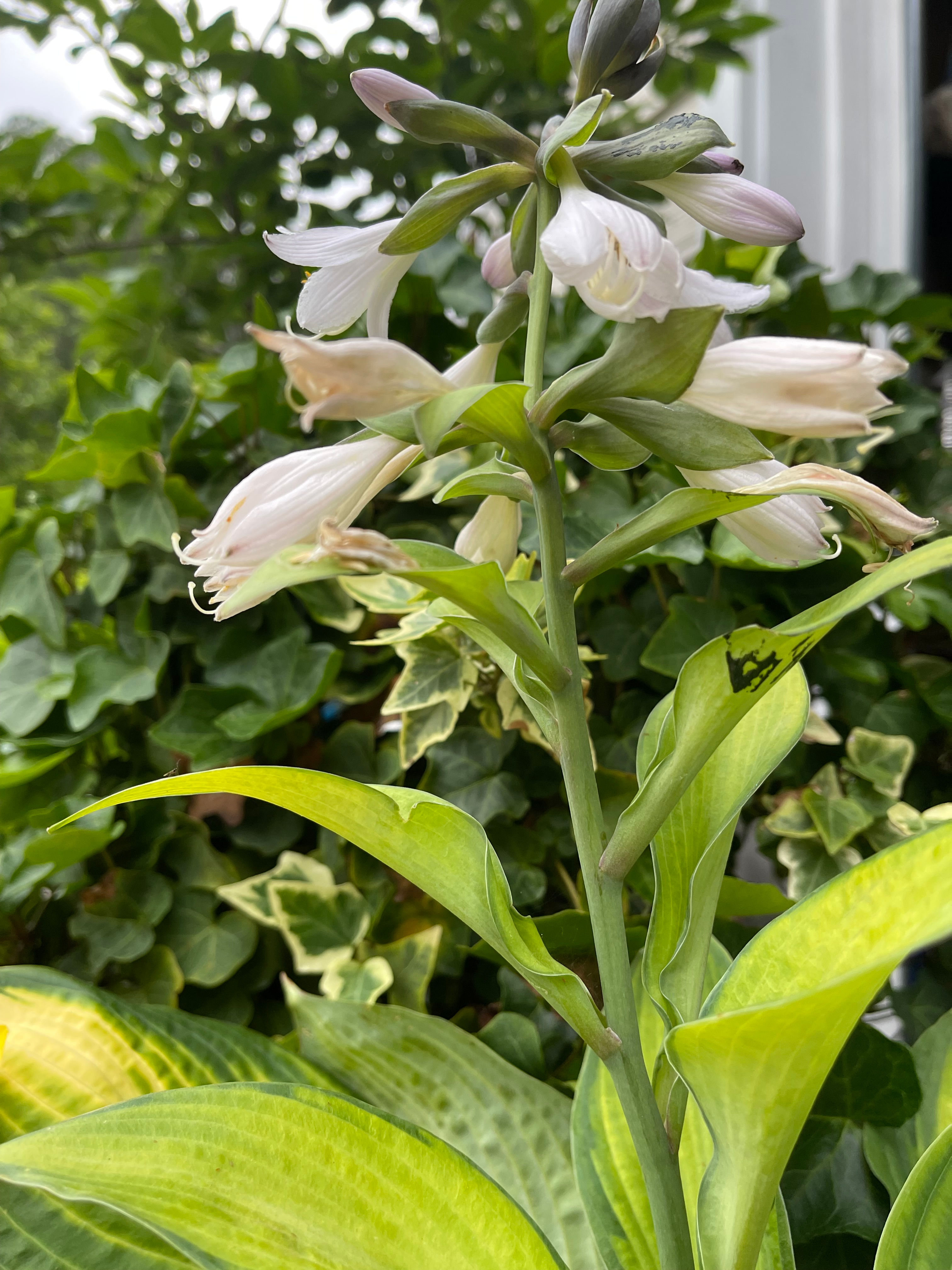 HOSTA - White Blooms
