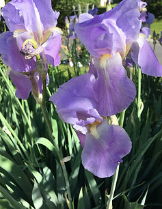 Dennis's Plants & Gardens IMG_(1551) IRS