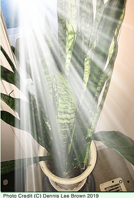 Dennis's Plants & Gardening - Snake Plant, Mother-in-law Tongue