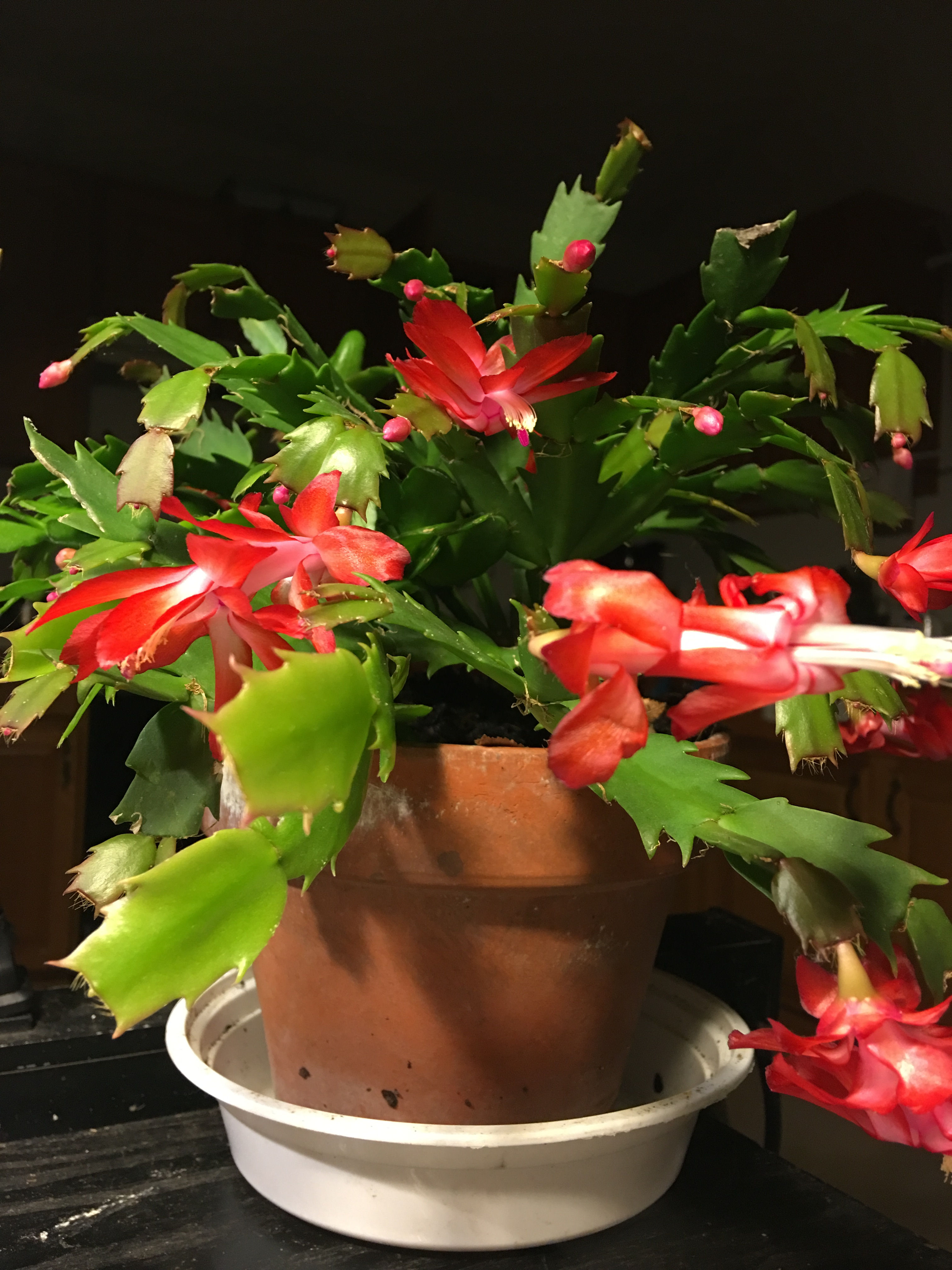 SCHLUMBERGERA - Christmas Cactus
