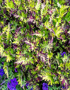 Dennis's Plants & Gardens IMG (1938) COLEUS Main St. Rodeo Drive