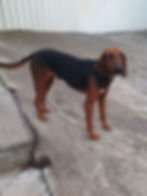 Stehender schwarz-brauner Jagdhund auf Betonboden