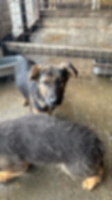 Hund in einem Tierheim vor Ort in Bosnien