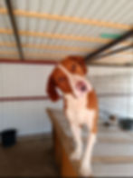 Hund Carl im Tierheim, jetzt einen Hund adoptieren.