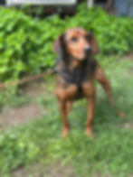 Hündin Linda adoptieren: Brauner Hund auf einer Wiese