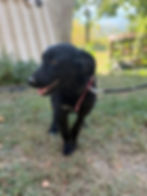 Schwarzer Hund Poppy an der Leine, jetzt Hund adoptieren