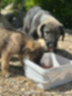 Hunde beim Fressen vor Ort in Bosnien