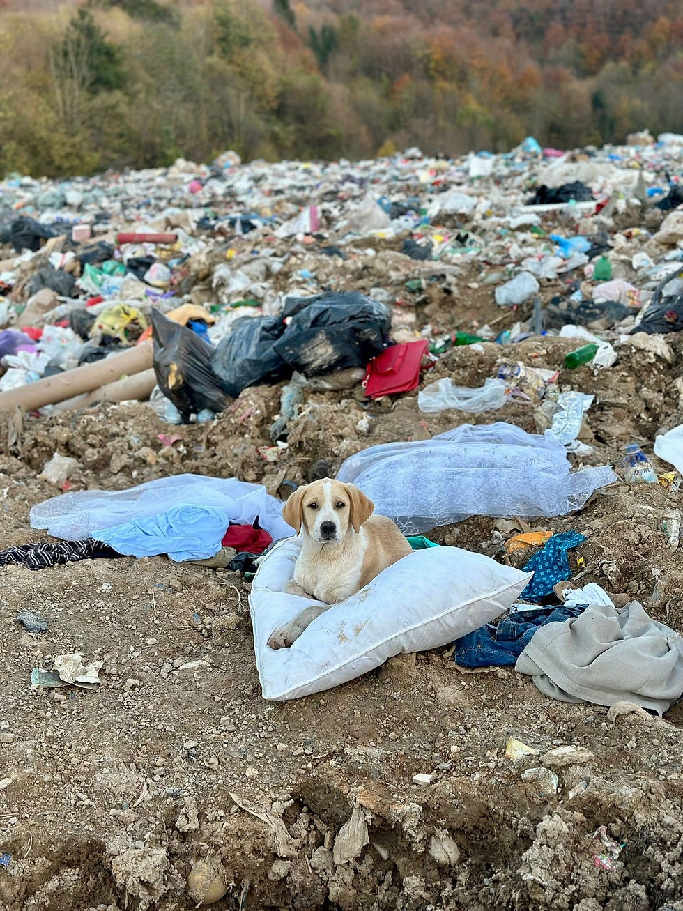 Hund auf wegeschmissenem Kissen auf der Mülldepnie Gorjevac