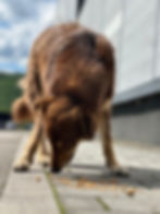 Brauner Hund frisst Futter vor Ort in Bosnien.