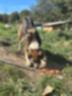 Hund frisst Trockenfutter vor Ort in Bosnien