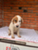 Welpe Ares vor einer Ziegelwand, jetzt diesen Hund adoptieren