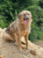 Brauner Hund vor Ort in Bosnien auf sandigem Boden