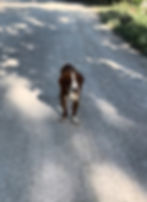 Brauner Hund mit weißer Blesse vor Ort in Bosnien