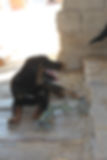Hund Jelto beim Spielen, jetzt diesen Hund adoptieren