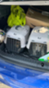 Zwei Hundetransportboxen im Kofferraum vor Ort in Bosnien.