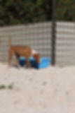 Hund an einer blauen Wanne vor Ort in Bosnien
