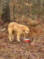 Hund frisst aus Futternapf vor Ort in Bosnien