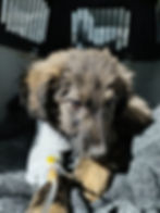 Ein verletzter junger Hund mit Verband an der Pfote