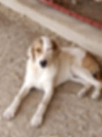 Mischlingshund Ares im Tierheim einen Hund adoptieren