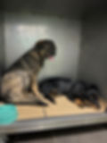 Zwei Hunde in einem Tierheim vor Ort in Bosnien.
