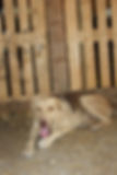 Hund liegt vor Holzzaun, vor Ort in Bosnien
