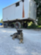 Hund liegt vor Container-Anhänger vor Ort in Bosnien