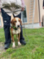 Hund an der Leine vor Ort in Bosnien
