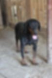Schwarz-brauner Hund vor Ort in Bosnien in einem Gehege