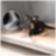 Hundewelpe mit Röntgenbild einer Pfote