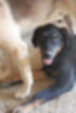Hund Jelto adoptieren: Junger, schwarzer Mischling blickt aufmerksam.