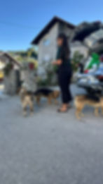 Hundehelferin vor Ort in Bosnien füttert Straßenhunde.
