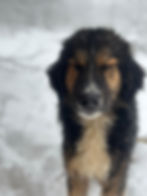 Hund mit geschlossenen Augen im Schnee vor Ort in Bosnien