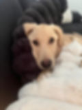 Hellbrauner Hund ruht auf einem Sofa zwischen Kissen.