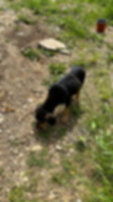 Schwarz-brauner Hund vor Ort in Bosnien an der Leine auf steiniger Wiese