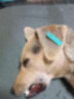 Hund mit Ohrmarke nach dem Kastrieren