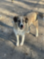 Heller Hund mit Ohrmarke vor Ort in Bosnien