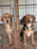 Zwei Hunde in einem Tierheim vor Ort in Bosnien