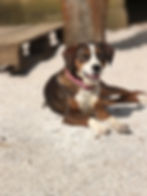 Dreifarbiger Hund mit rosa Halsband liegt auf Kies