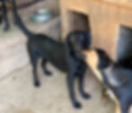 Schwarzer Hund Isabel im Tierheim, jetzt Hund adoptieren