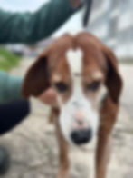 Brauner Mischlingshund vor Ort in Bosnien an der Leine