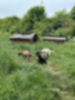 Hunde auf einer Wiese vor Ort in Bosnien vor Hundehütten.