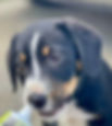 Ein junger dreifarbiger Welpe aus unserer Hunde-Gruppe.