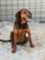 Brauner Mischlingshund Linda sucht ein Zuhause zum Hund adoptieren