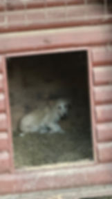 Ein kleiner Welpe vor Ort in Bosnien in einer Hundehütte.