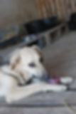 Hündin Frida im Tierheim einen Hund adoptieren