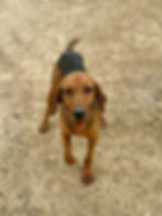 Hund Jerry adoptieren: Mischling steht auf Kiesboden