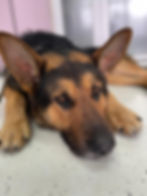 Schäferhund vor Ort in Bosnien liegt entspannt am Boden.