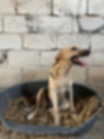 Hündin Frida im Körbchen, jetzt diesen Hund adoptieren
